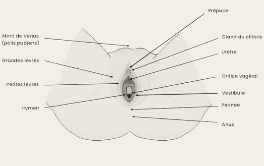 Anatomie de l'appareil génital féminin