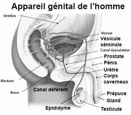 L'appareil génital masculin (généralités)